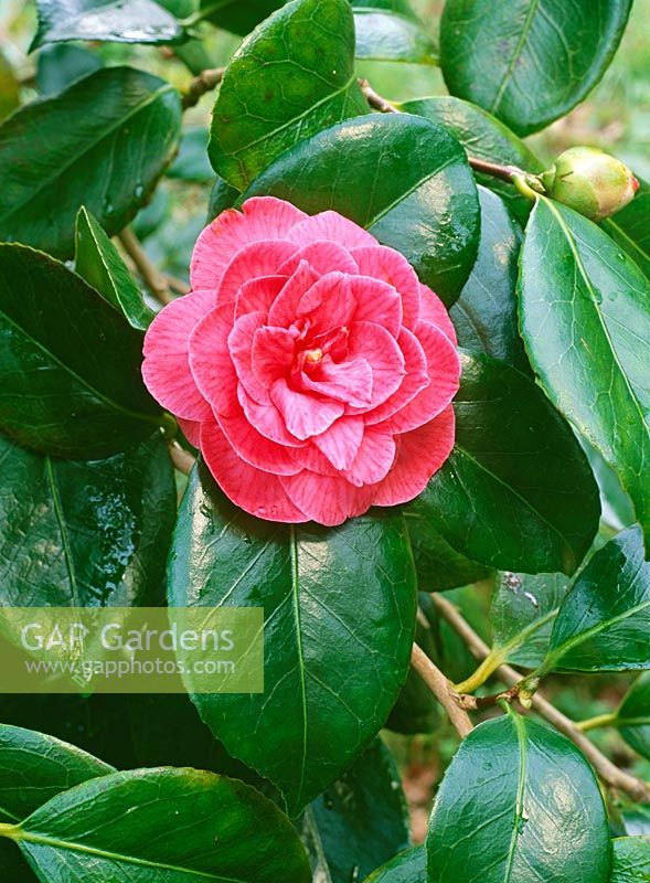 Camellia japonica 'Princesse Anne'