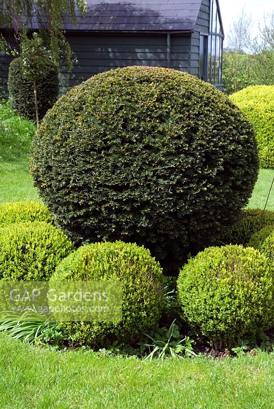 Sphères topiaires de Buxus et Taxus dans la pelouse