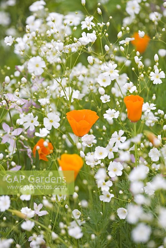 Eschscholzia californica - Pavot de Californie et Gypsophile 'Covent Garden' dans le pré