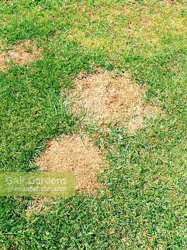 Dommages à la pelouse causés par l'urine de chien