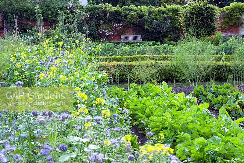 Jardin potager avec rangées d'engrais verts - Phacelia tanacetifolia et moutarde, panais et betteraves