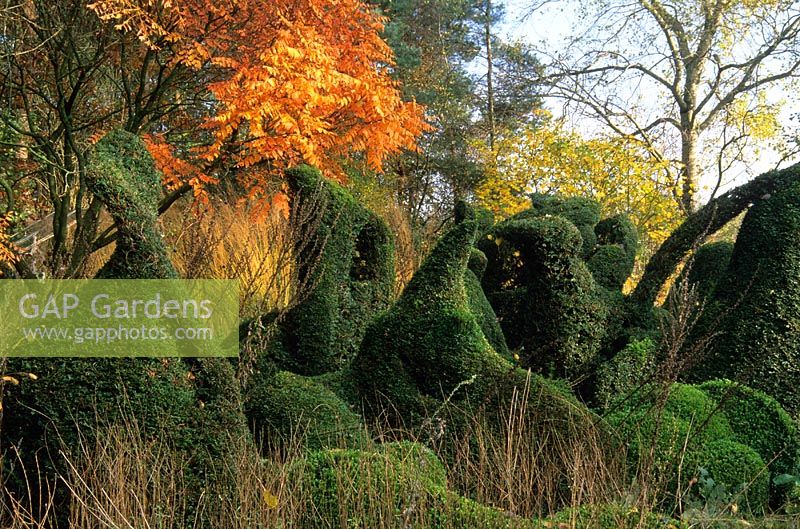 Topiaire sculptural Taxus et Buxus inspiré par Henry Moore et Koelreuteria paniculata avec des têtes de semence de plantes vivaces et de graminées en automne, au jardin Priona, Pays-Bas.