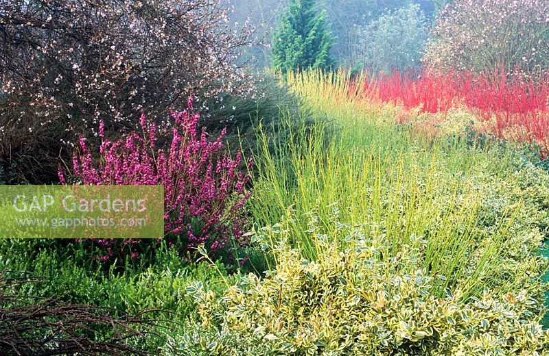 Cornus stolonifera 'Flaviramea', Euonymus japonicus 'Silver Queen' et Daphne mezereum - Le jardin d'hiver du Cambridge Botanic Garden