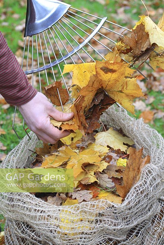 Feuilles d'automne ratissées mises dans des sacs de feuilles de jute biodégradables - Les sacs sont laissés pendant un an pour se décomposer et produire des moisissures foliaires
