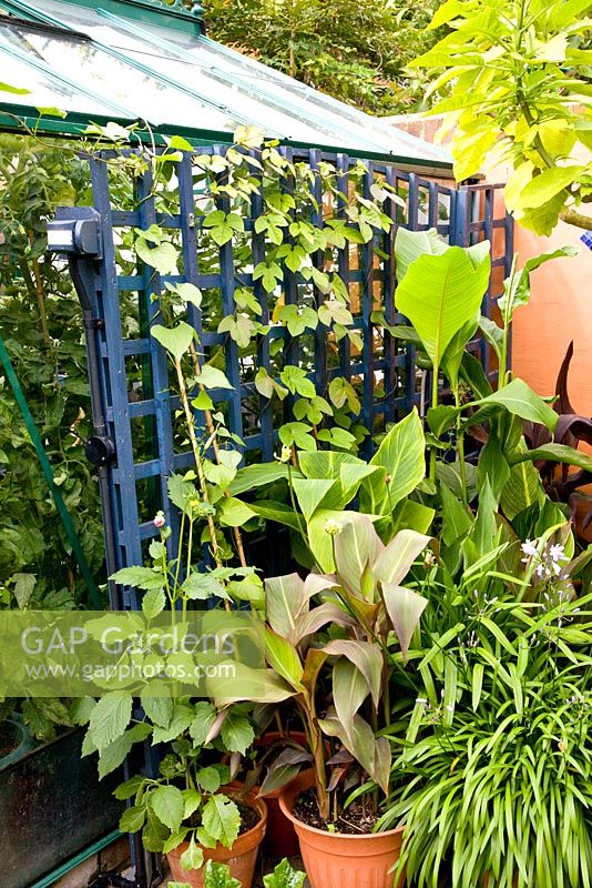 Jardin de style marocain avec des plantes exotiques en pots à côté de treillis bleu