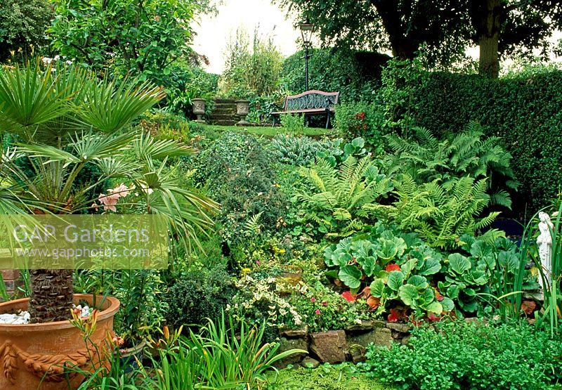 Jardin arrière en terrasses avec pelouse au niveau suivant, Chamaerops humilis en pot, fougères et Bergenia - 28A Braces Lane, Bromsgrove, Worcestershire