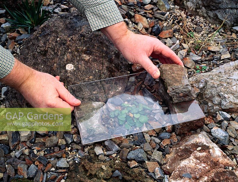 Couvrir la plante de rocaille, Soldanella avec des panneaux de verre surélevés pour empêcher la pluie d'hiver