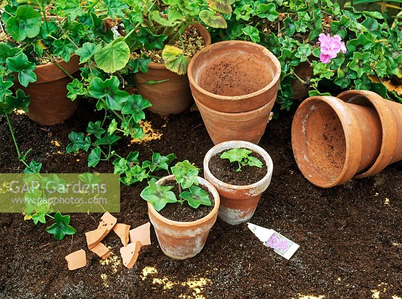 Boutures de Pelargonium en pots