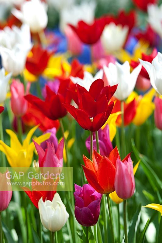 Tulipa - Fleurs de tulipes à fleurs de lys multicolores