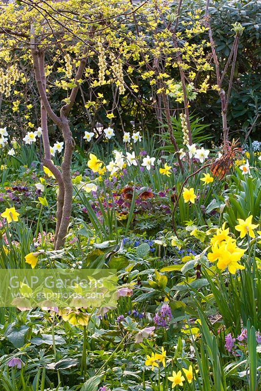Parterre de printemps mixte avec Narcissus lerchensporn, Corydalis et Helleborus orientalis