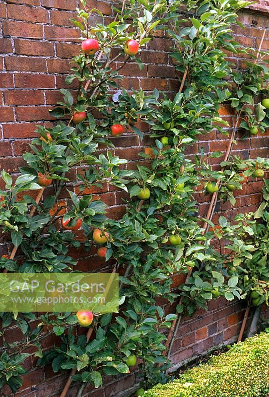 Pommes dressées au mur - Malus 'Discovery et Malus' Wintergem '