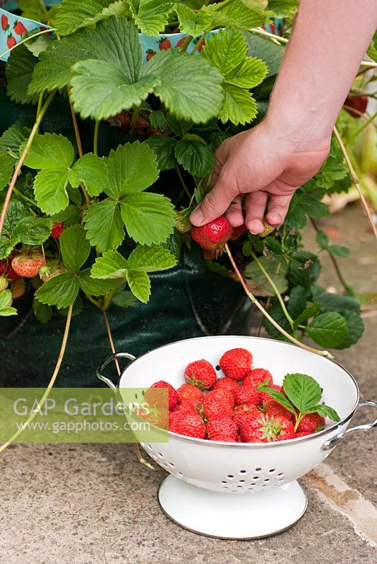 Fragaria x ananassa 'Honeoye' - récolte de fraises dans un sac de culture de fraises en terrasse