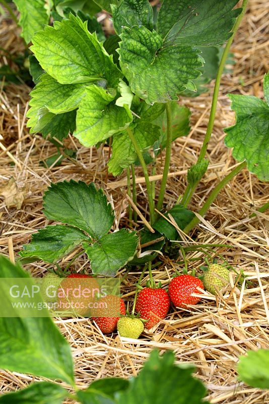 Fragaria - Maturation des fraises paillées avec de la paille en juin