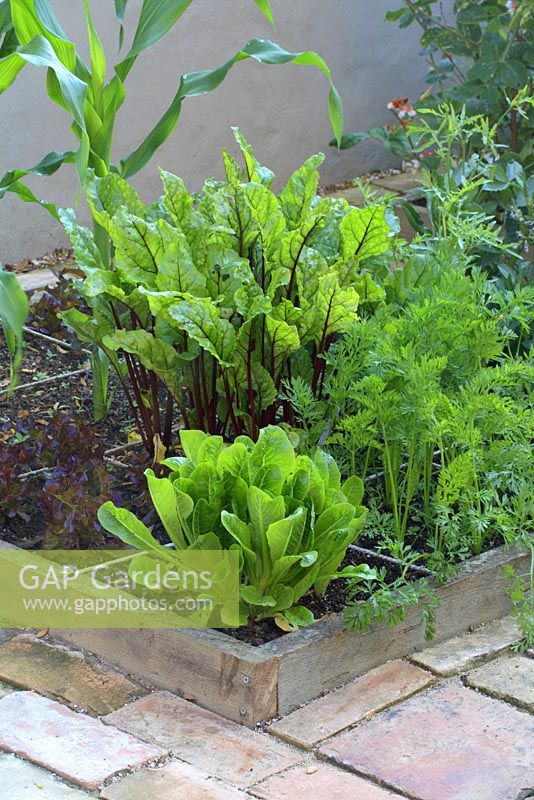 Légumes biologiques en parterres surélevés conçus pour le jardinage de pied carré - Betteraves, salades, salades, carottes et maïs doux