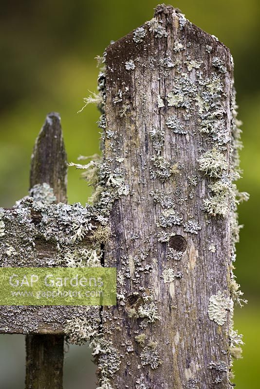 Lichens mélangés sur une porte de jardin