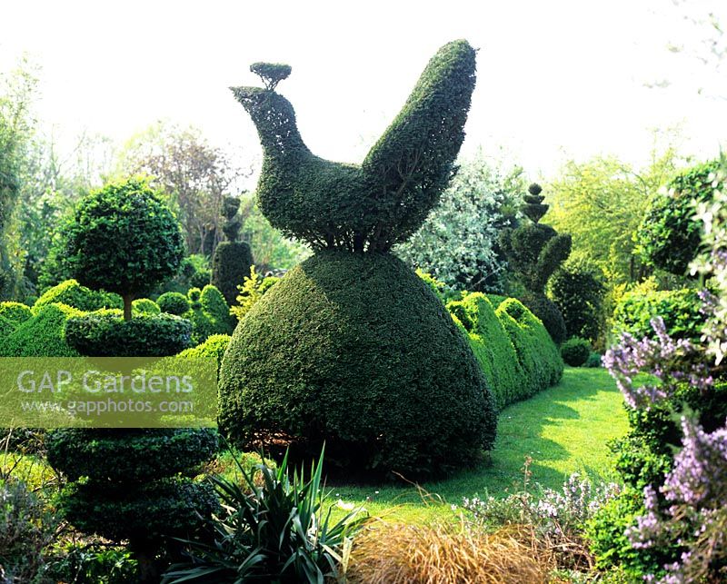 Paon topiaire dans le jardin topiaire - Charlotte Molesworth's garden, Kent