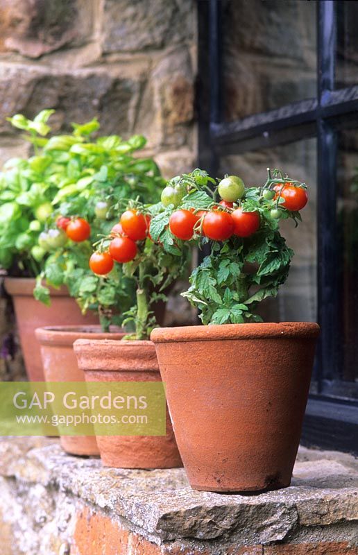 Pots de tomates naines miniatures 'Red Robin' sur un rebord de fenêtre