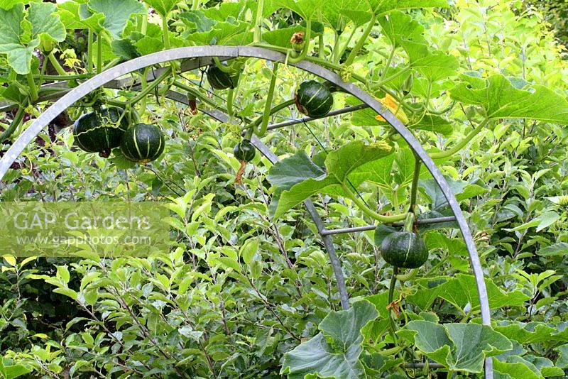 Cucurbita pepo 'Forêt Noire' de plus en plus sur un cadre de support en arc