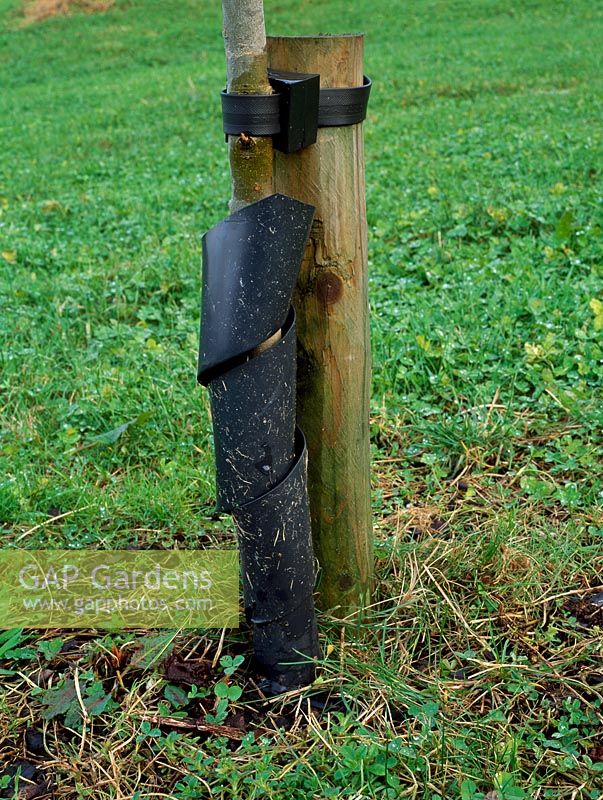 Tree Guard - La protection enveloppante en plastique protège les jeunes arbres contre les lapins