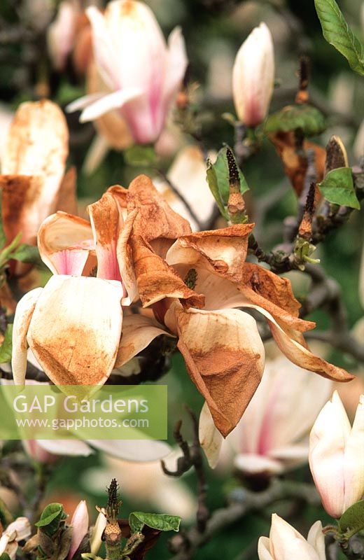 Dommages causés par le gel aux fleurs de magnolia