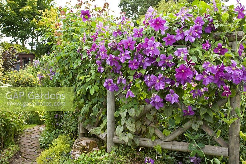 Treillis rustique avec clématite grimpante pourpre avec des fleurs à profusion, emballé dans un jardin de cottage anglais idyllique, à Grafton Cottage, NGS, Barton-under-Needwood Staffordshire