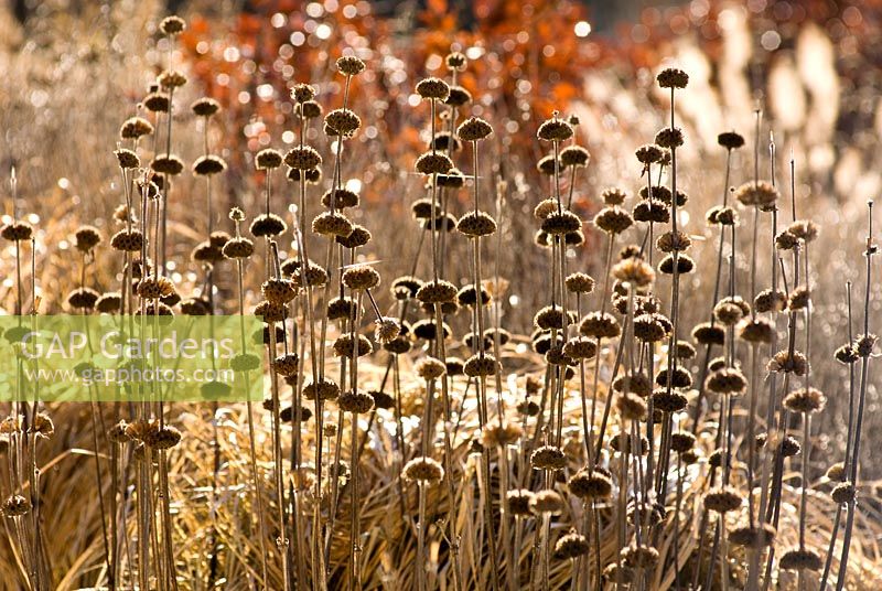Graines de Phlomis russeliana, décembre, hiver.