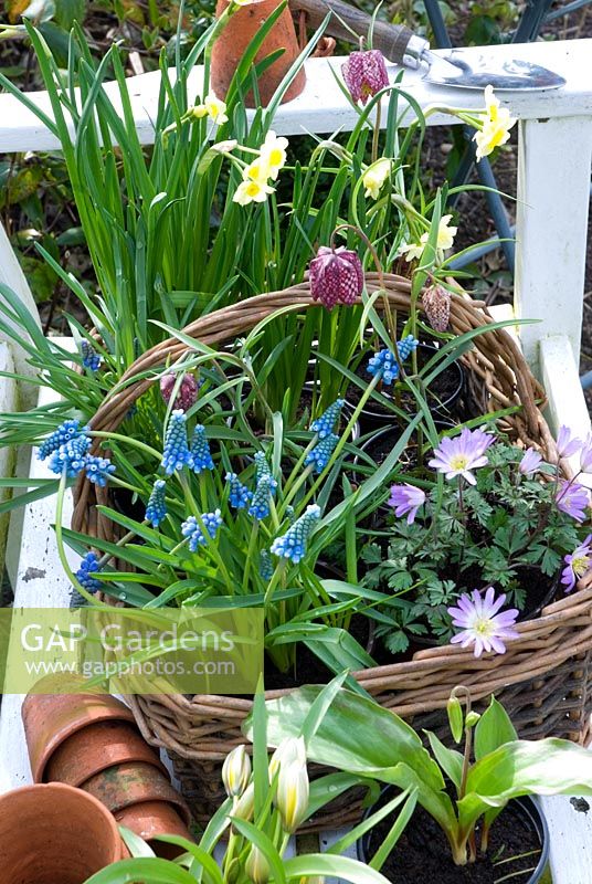 Panier de bulbes de printemps en pot sur un banc - Fritillaria meleagris, Muscari 'Blue Magic', Anemone blanda, Narcissus 'Minnow '
