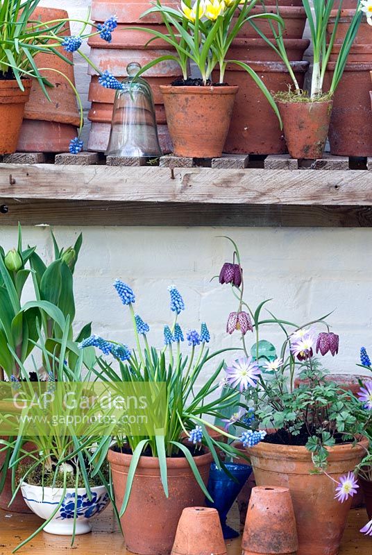Affichage décoratif de bulbes de printemps dans des pots en terre cuite vintage - Muscari 'Blue Magic', Anemone blanda, Fritillaria meleagris, Tulipa tarda