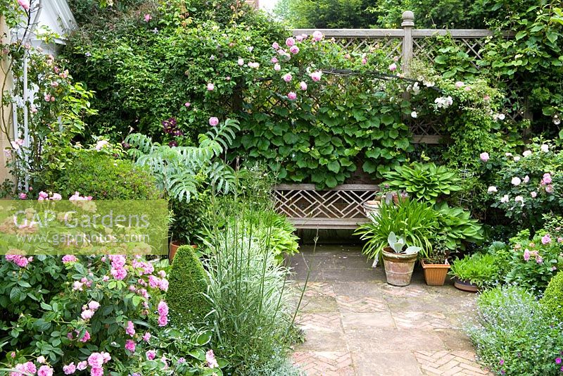 Banquette sur terrasse avec Rosa 'Ispahan' au premier plan et R. 'Constance Spry' sur banc. Dallage décoratif