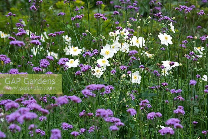 Verbena bonariensis avec Anemone x hybrida 'Honorine Jobert' - Les jardins perdus d'Heligan à Cornwall