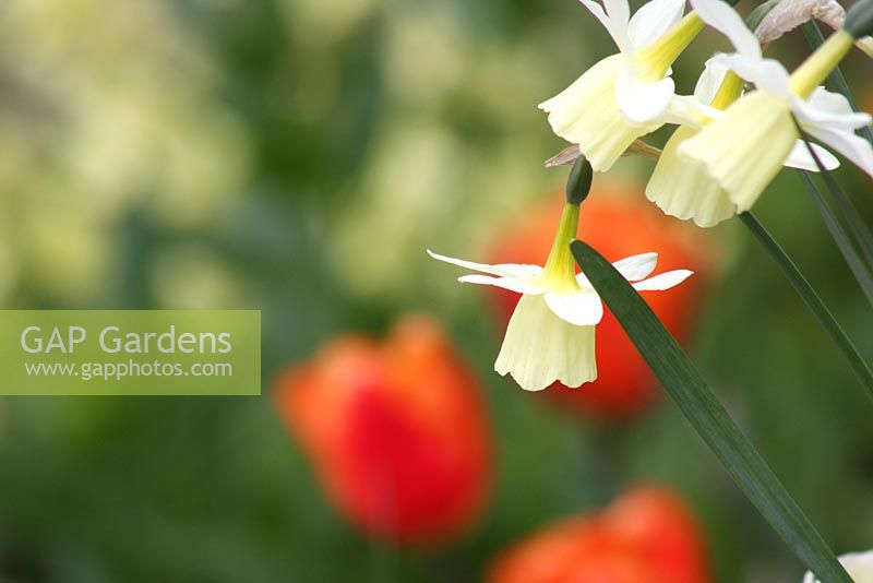 Narcisse 'Silver Segovia' - Le Teagarden est une combinaison de jardin modèle, boutique de jardin et salon de thé à Weesp
