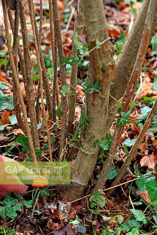 Corylus avellana - élagage de la tige la plus ancienne à la base de l'arbuste avec une scie d'élagage