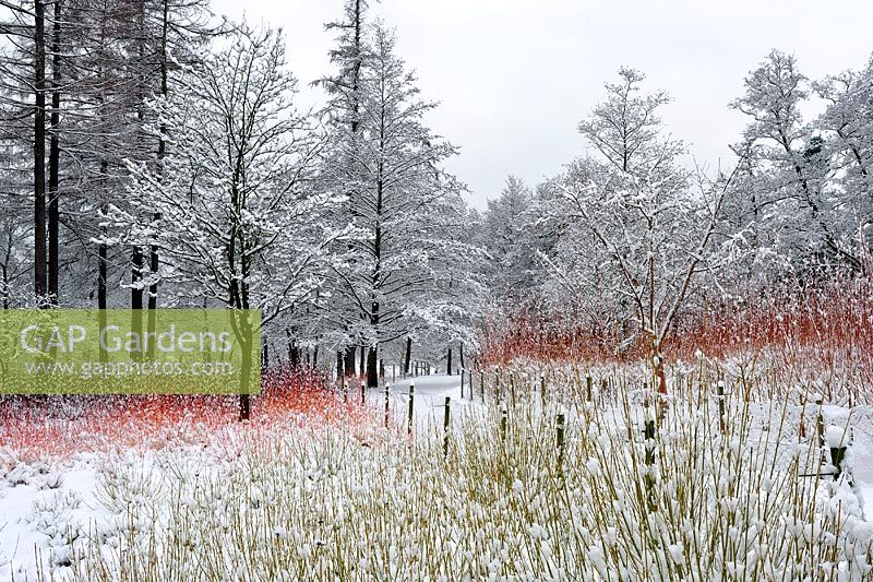 Parterres de Salix et Cornus recouverts de neige au Jardin d'hiver en février, Valley Gardens Windsor
