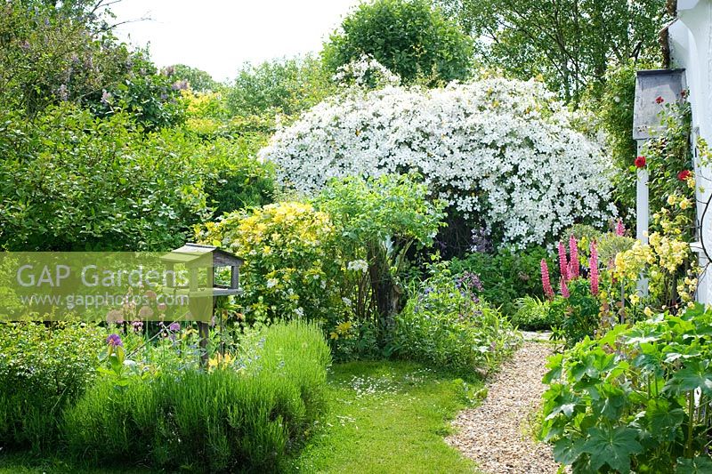 Jardin devant chalet avec chemin de gravier, Alliums, table d'oiseaux, Choisya ternata 'Sundance' et Clematis montana. Wild Rose Cottage, Lode