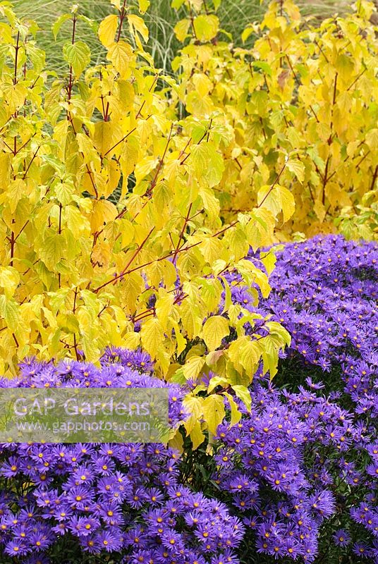 Aster amellus 'Veilchenkonigin' ou 'Violet Queen' et Cornus sanguinea 'Midwinter Fire' - Bressingham Gardens, Norfolk
