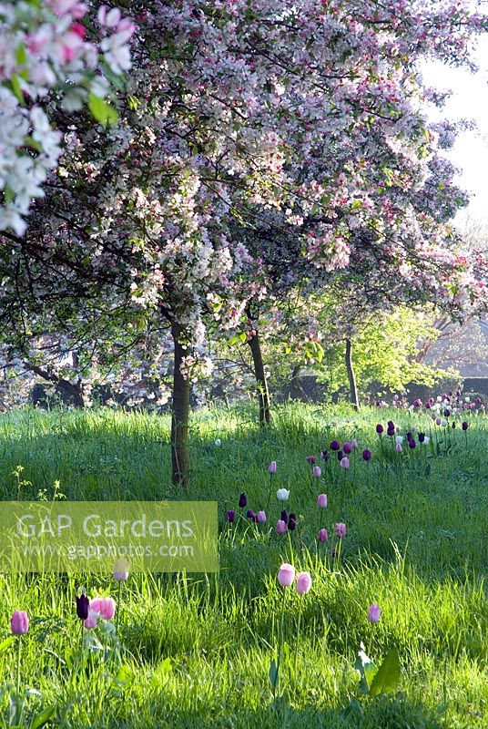 Allée de Malus floribunda sous-plantée de Tulipa 'Negrita', 'Sjakamoro', 'Snowstar' et 'Peerless Pink' - Feeringbury Manor, Essex NGS