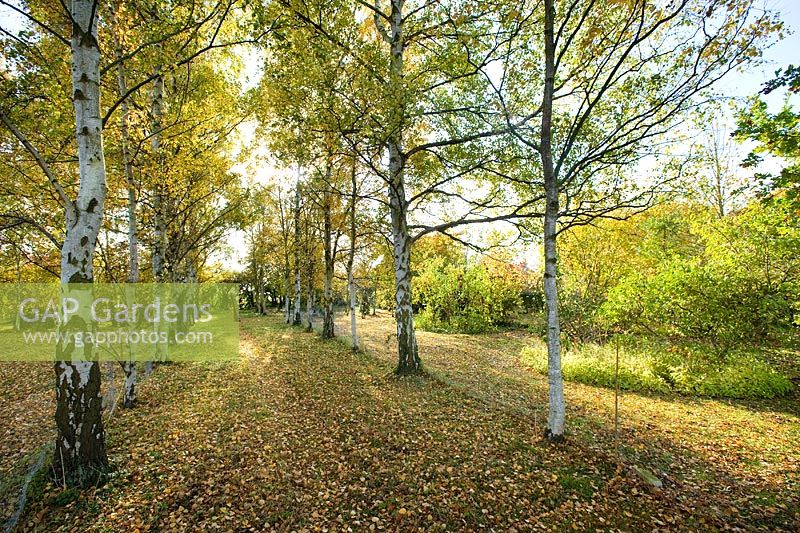 Avenue de Betula pendula en automne
