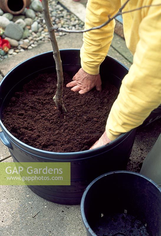 Plantation d'arbres fruitiers - Ajoutez du compost au pot en couches et fermez-le autour de la motte de l'arbre. Continuez à ajouter du compost jusqu'à ce qu'il soit juste au niveau du haut de la motte