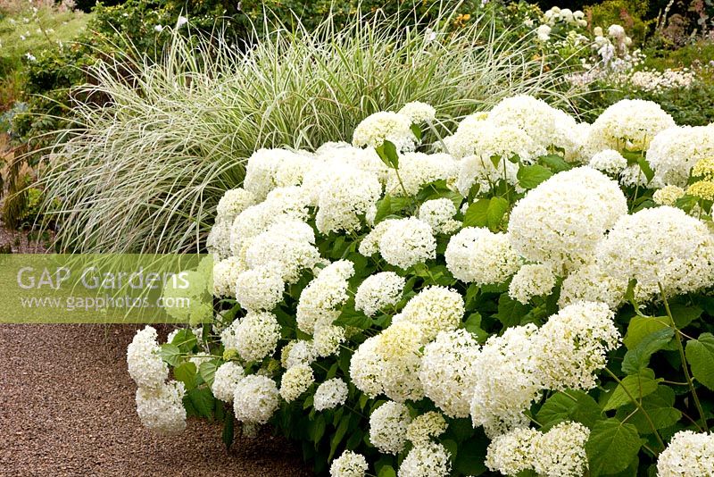 Hydrangea arborescens 'Annabelle' et graminées ornementales