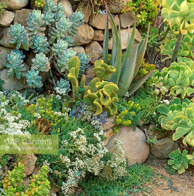 Mur en pierre sèche avec plantes succulentes. Californie du Nord, États-Unis
