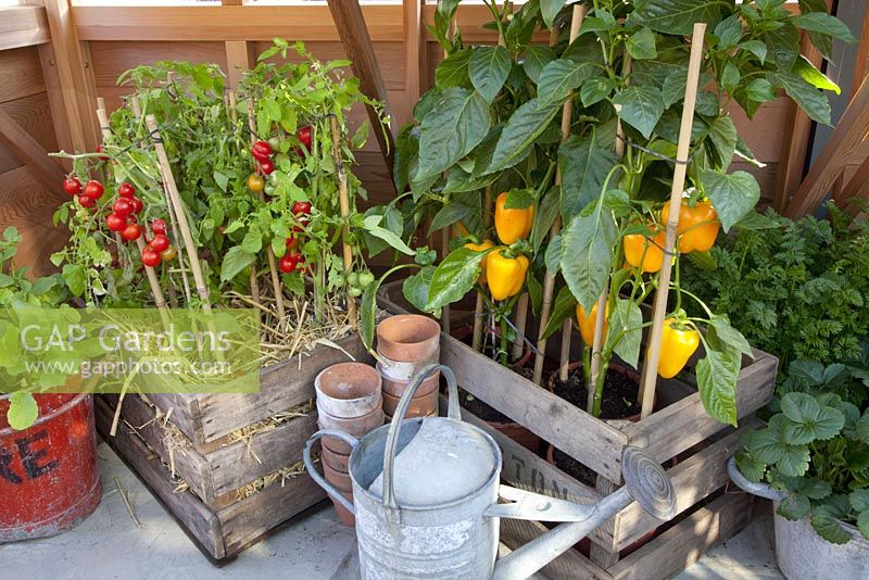 Capsicum annuum - Poivrons et Lycopersicum - Tomates en pots, RHS Chelsea Flower Show 2010