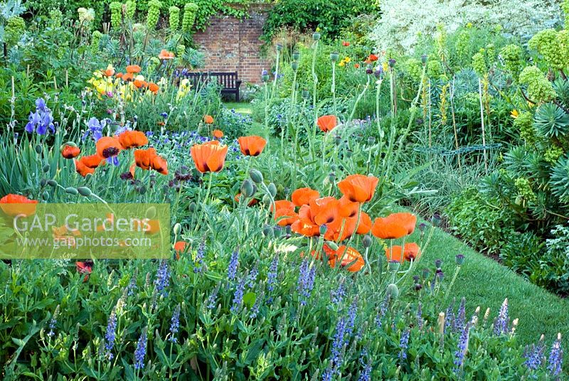 Parterre de fleurs herbacées rouge et bleu avec Papaver orientale 'Beauté de Livermere '. Spencers Garden, Essex