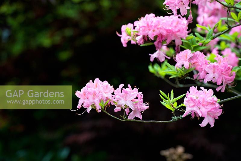 Rhododendron prinophyllum 'Marie Hoffman' sur un fond sombre