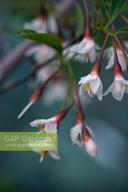 Styrax japonicum 'Pink Chimes' - Snowbell