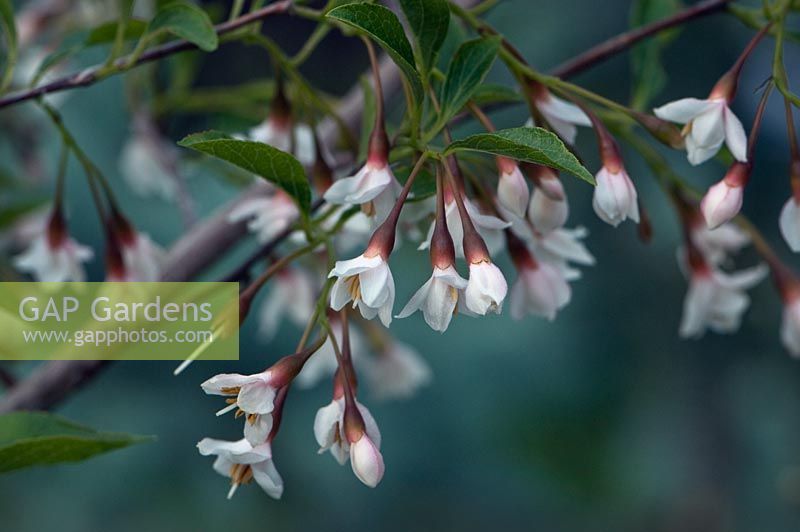 Styrax japonicus 'Pink Chimes' - Snowbell