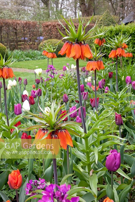 Fritillaria imperialis, Tulipa 'Purple Prince', Tulipa 'Purple Rain', Tulipa 'Jan Reus', Tulipa 'Ronaldo', Tulipa 'Cream Perfection'