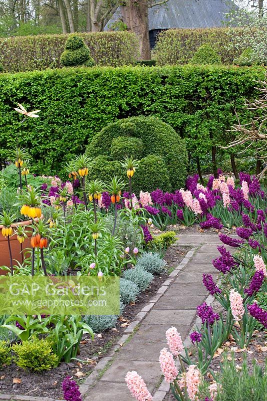 Potager au printemps avec Hyacinthus 'Woodstock', Hyacinthus 'Gipsy Queen' et Fritillaria imperalis