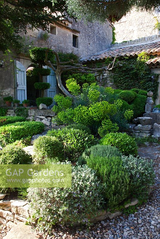 Arbustes taillés et Euphorbia dans cour de gravier - Jardin de la Louve, Provence, France