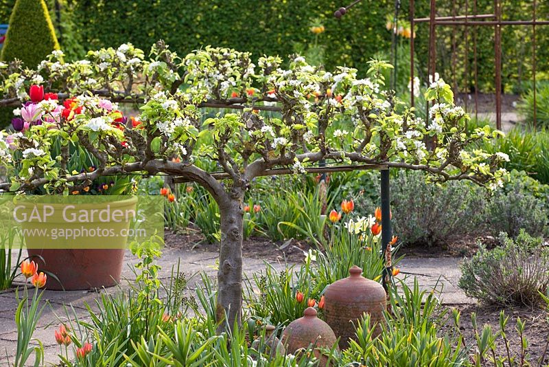 Jardin potager au printemps avec Pyrus communis en espalier 'Bonne Louise d ' Avranches' - Poirier