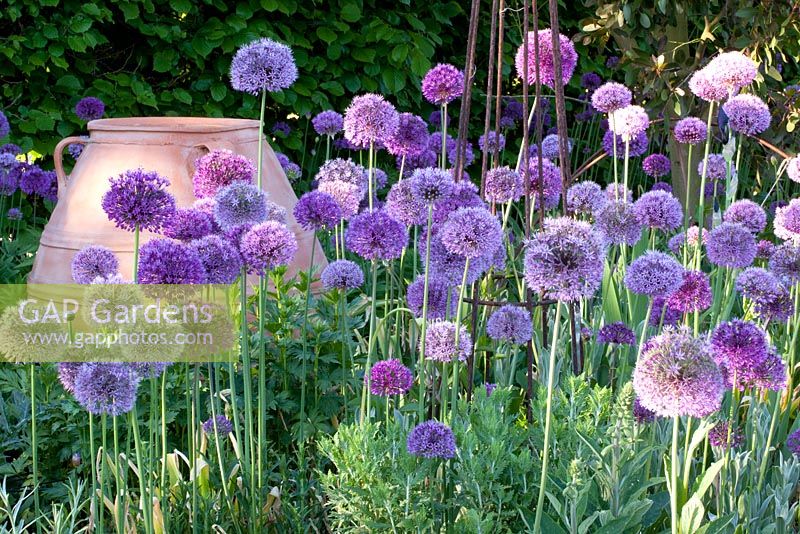 Allium 'Purple Sensation' et Allium giganteum